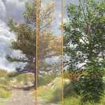 The Greenwood Vol 1 Sycamore Trees The Greenwood Vol 1 Sycamore Trees