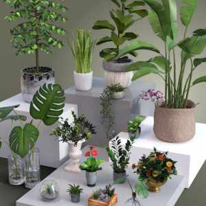 Collection of Pot Plants Collection of Pot Plants