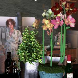 Tropical Flowers – Amaryllis Tropical Flowers – Amaryllis