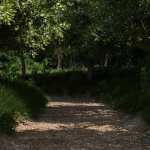 Path Between the Trees Path Between the Trees