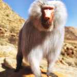 Baboon by AM for Genesis 8 Male Baboon by AM for Genesis 8 Male