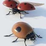 Ladybug Ladybug