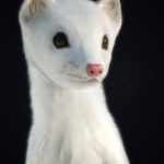 Weasel by AM Weasel by AM