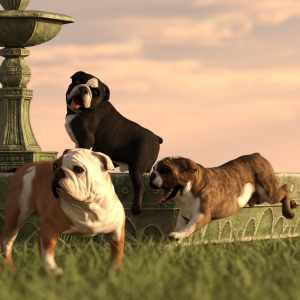 Bulldog Poses For English Bulldog Bulldog Poses For English Bulldog