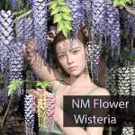 NM Flower Wisteria NM Flower Wisteria