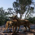 Thylacine by AM Thylacine by AM