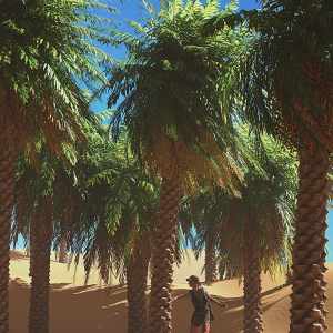 Predatron Date Palm Trees Predatron Date Palm Trees