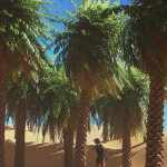 Predatron Date Palm Trees Predatron Date Palm Trees