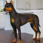 Daz Dog 8 Daz Dog 8