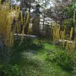 Spring Flowering Shrubs – Golden Forsythia Spring Flowering Shrubs – Golden Forsythia