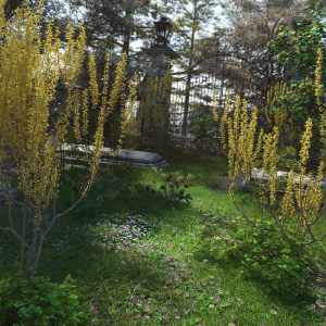 Spring Flowering Shrubs – Golden Forsythia Spring Flowering Shrubs – Golden Forsythia