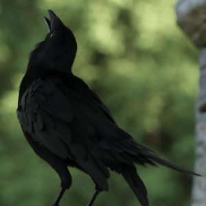 The Familiar Poses for Daz CrowRepost  The Familiar Poses for Daz CrowRepost