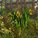 Slipper Orchids – Low Resolution Flowers Slipper Orchids – Low Resolution Flowers