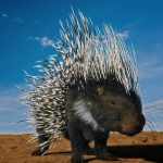 Rodents by AM: Crested Porcupine Rodents by AM: Crested Porcupine