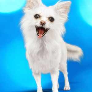 Chihuahua for Daz Dog 8: Brutus Chihuahua for Daz Dog 8: Brutus