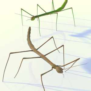Stick Insect Stick Insect