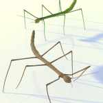 Stick Insect Stick Insect