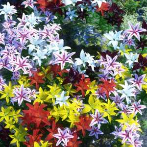 Garden Flowers – Asiatic Lilies Garden Flowers – Asiatic Lilies