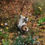 Fallen Leaves – Scatters and Drifts for Daz Studio Fallen Leaves – Scatters and Drifts for Daz Studio