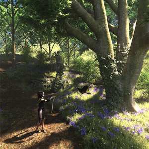 Bluebell Wood Bluebell Wood