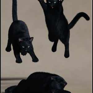 House Cattitude II House Cattitude II