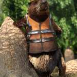 Storybook Beaver for Genesis 8.1 Males Storybook Beaver for Genesis 8.1 Males