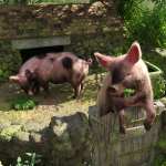 Pigsty Pigsty