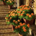 Predatron Marigolds Predatron Marigolds