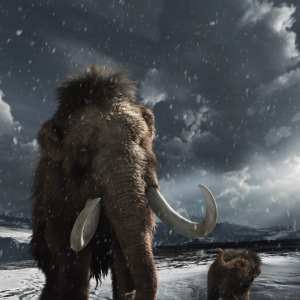Woolly Mammoth by AM Woolly Mammoth by AM