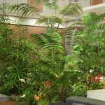 Tropical Palms Volume 2 – Dwarf and Small Palm Trees Tropical Palms Volume 2 – Dwarf and Small Palm Trees