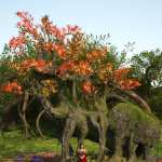 Showy Trees and Plants Pack Showy Trees and Plants Pack