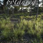 Australia Botanica – Understorey Australia Botanica – Understorey