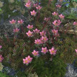 Tiny Plants – Mossy Saxifrage Tiny Plants – Mossy Saxifrage