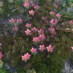 Tiny Plants – Mossy Saxifrage Tiny Plants – Mossy Saxifrage