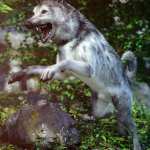 Grey Wolf for Daz Dog 8 Grey Wolf for Daz Dog 8