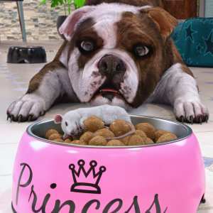 Dog Bowl Props Dog Bowl Props