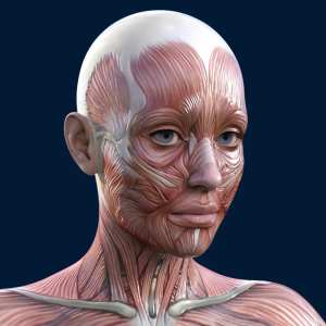 Feminine Muscle Maps for Genesis 9 Feminine Muscle Maps for Genesis 9