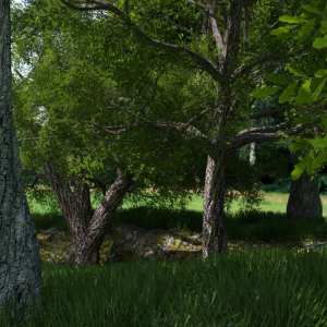 My Tree Pack My Tree Pack