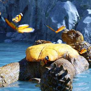 Storybook Turtle HD for Genesis 8.1 Males Storybook Turtle HD for Genesis 8.1 Males