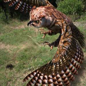 Great Horned Owl Great Horned Owl