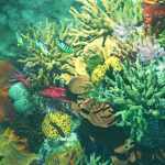 v176 Iray Coral Reef v176 Iray Coral Reef