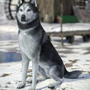 Husky for Daz Dog 8 Husky for Daz Dog 8