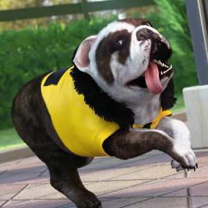 dForce Doggie Parka for Daz Dog 8 dForce Doggie Parka for Daz Dog 8