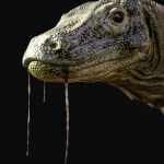 Komodo Dragon by AM Komodo Dragon by AM