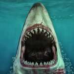 Sharks by AM Great White Sharks by AM Great White