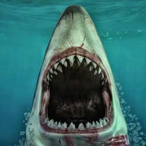 Sharks by AM Great White Sharks by AM Great White