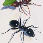 Garden Ant Garden Ant