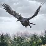 Daz Crow Daz Crow