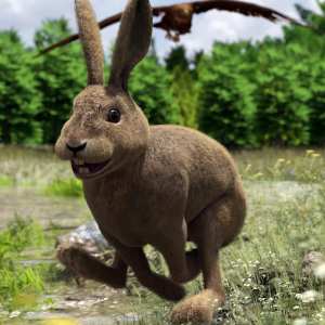 Caesar the Hare for Daz Dog 8 Caesar the Hare for Daz Dog 8