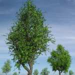 Hybrid Trees Collection Hybrid Trees Collection